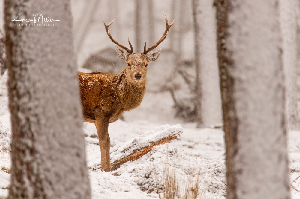 Red deer stags in the snow, Scottish Highlands