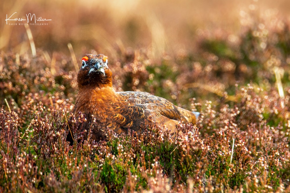 RedGrouse_17Mar-6969