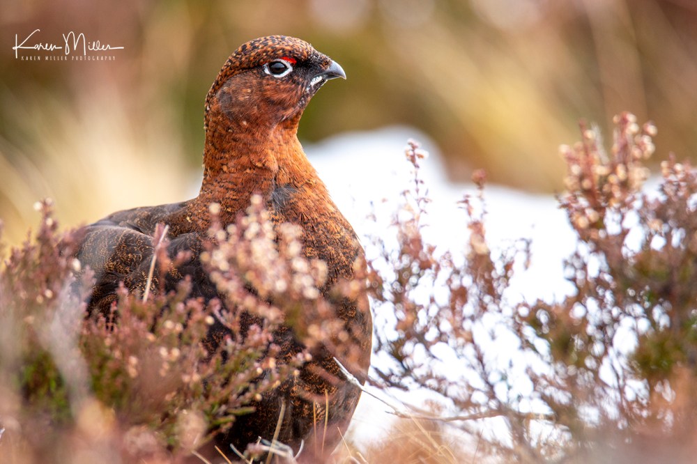 RedGrouse_17Mar-7004