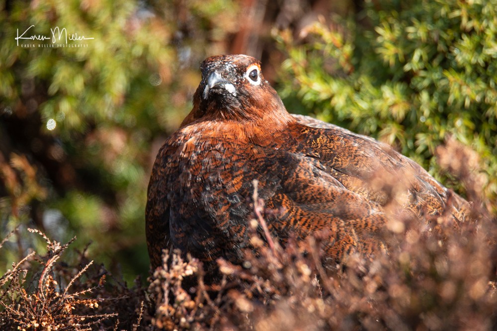 RedGrouse_17Mar-7037