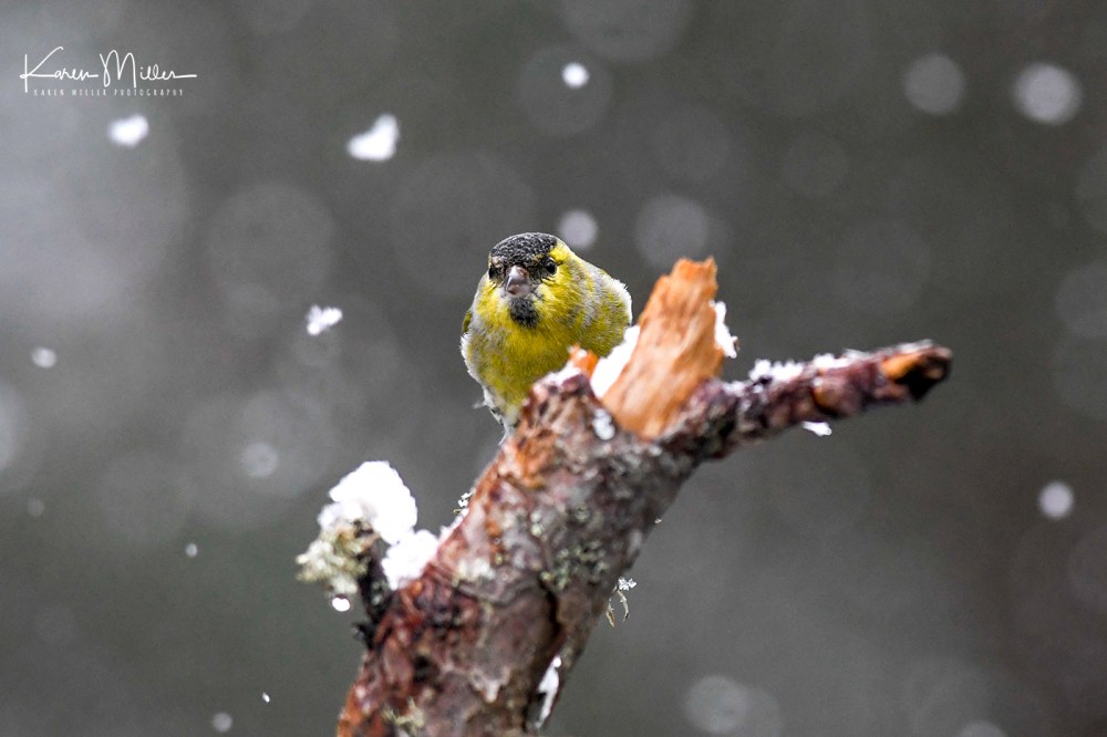 Siskin_16Mar-8562