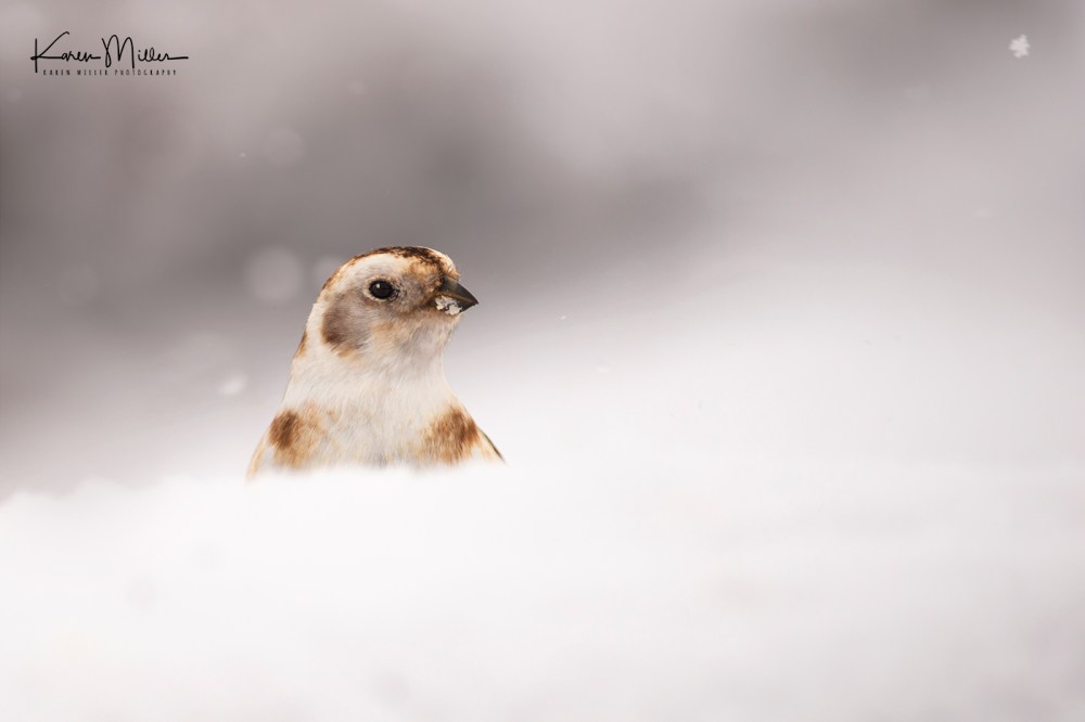 SnowBunting_16Mar-6538