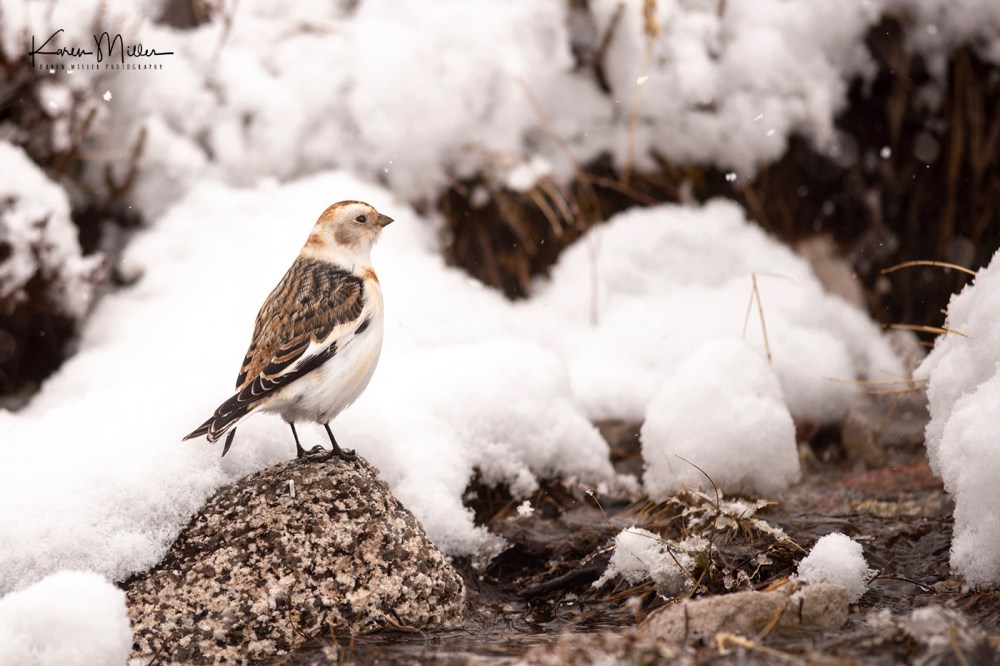 SnowBunting_16Mar-6580