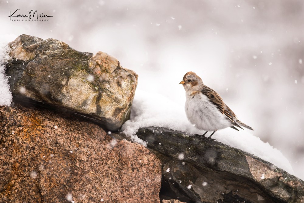 SnowBunting_16Mar-6603