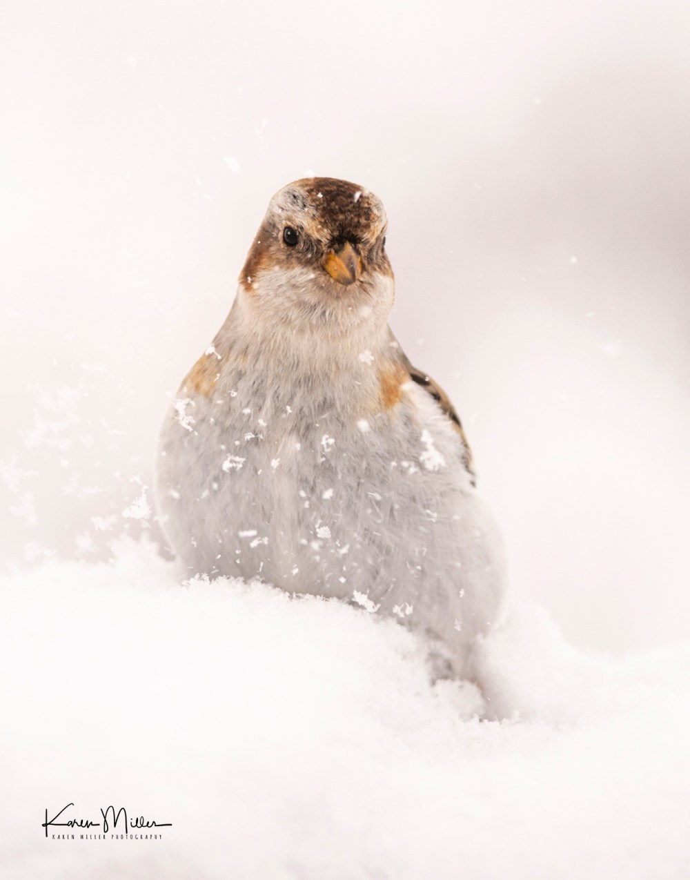 SnowBunting_16Mar-6702