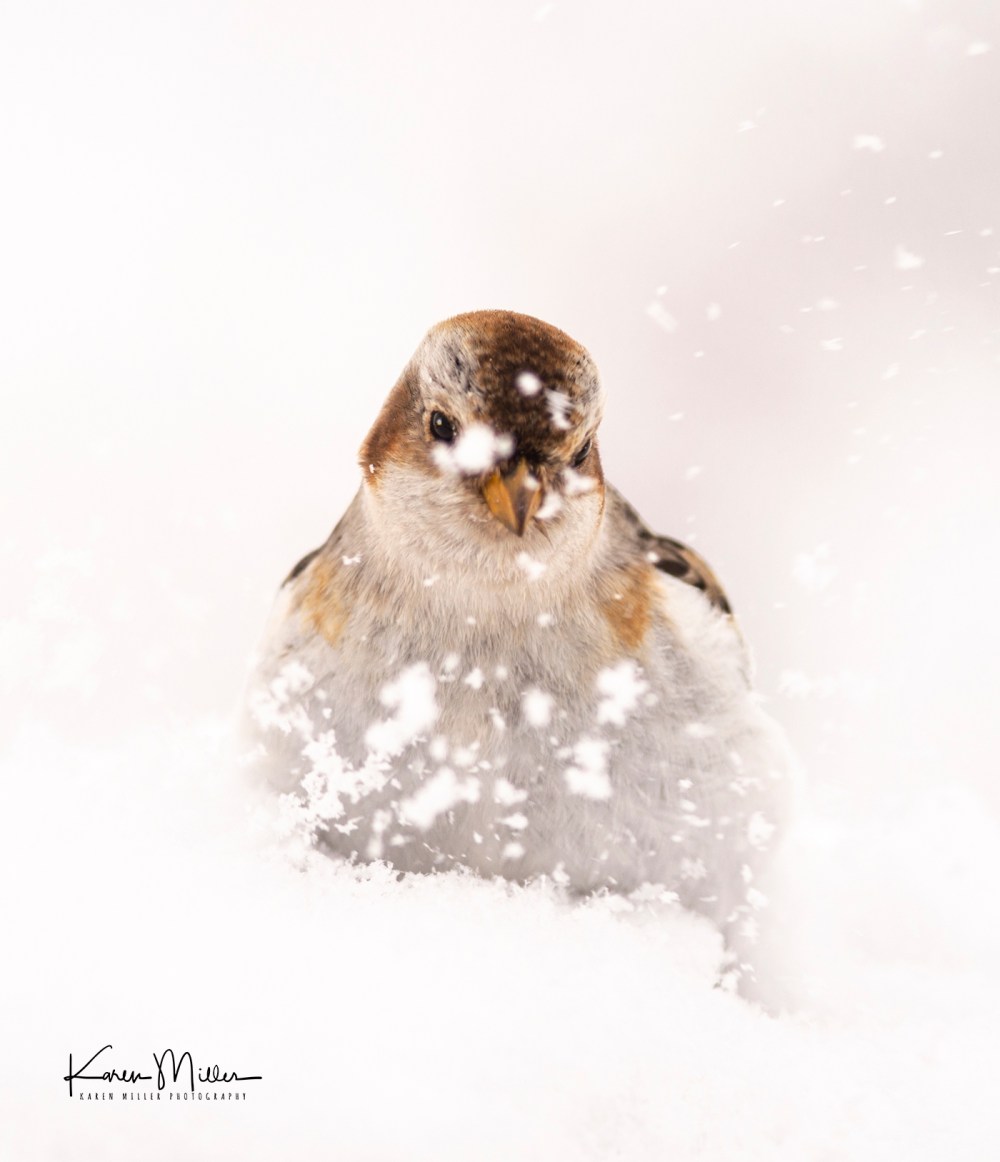 SnowBunting_16Mar-6703