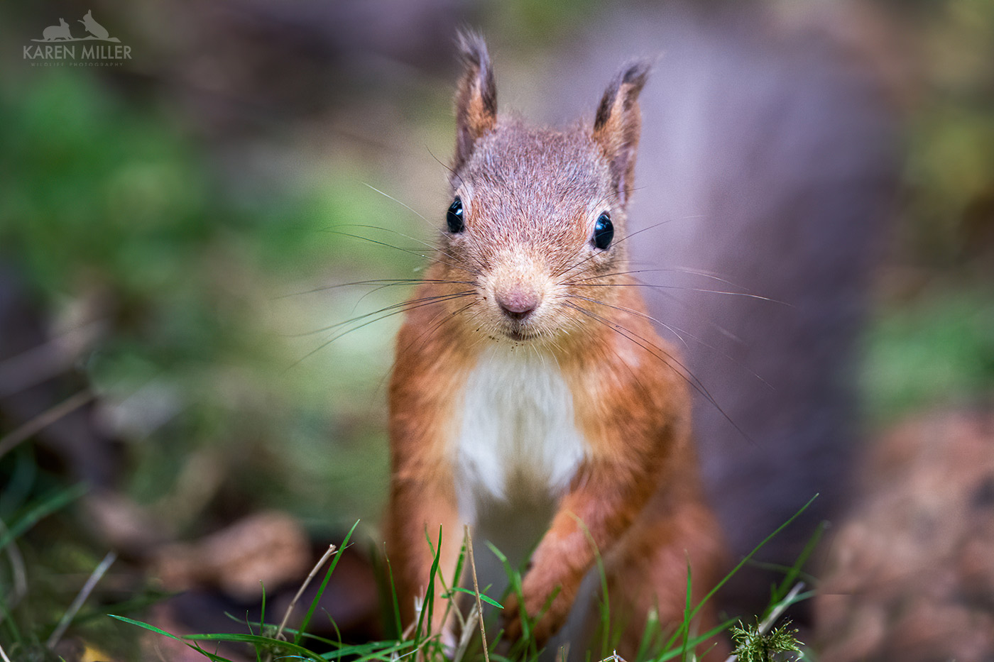 Autumnal Red Squirrels – Karen Miller's Wildlife photography blog