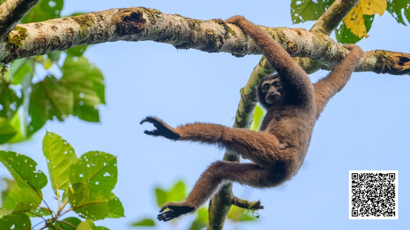 Northern gibbon female with infant swinging through the trees