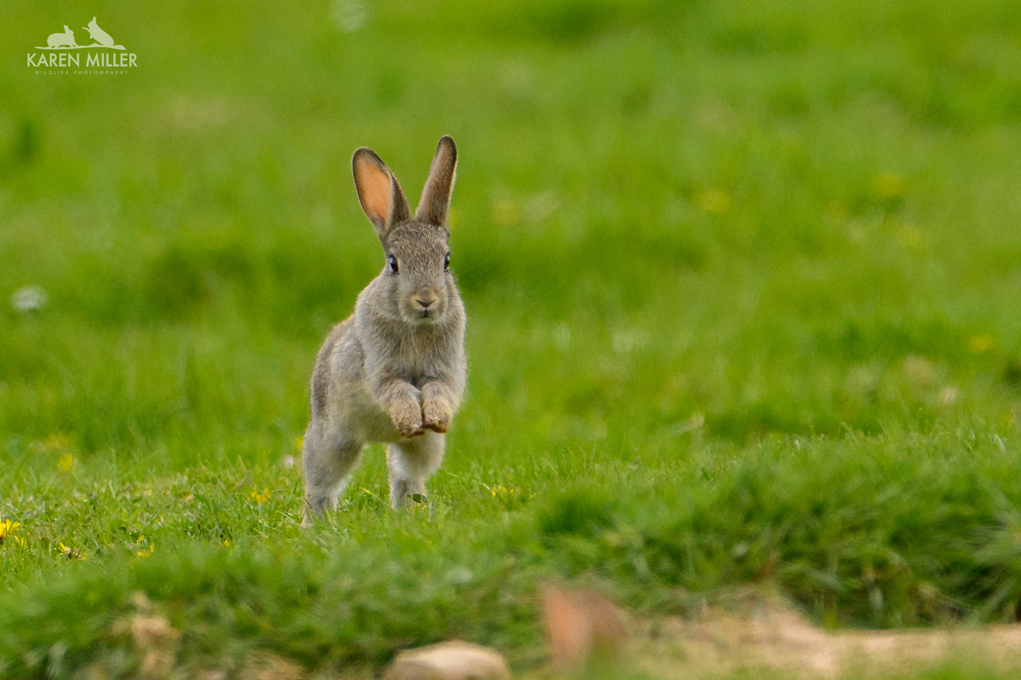 rabbit kitten running towards camera