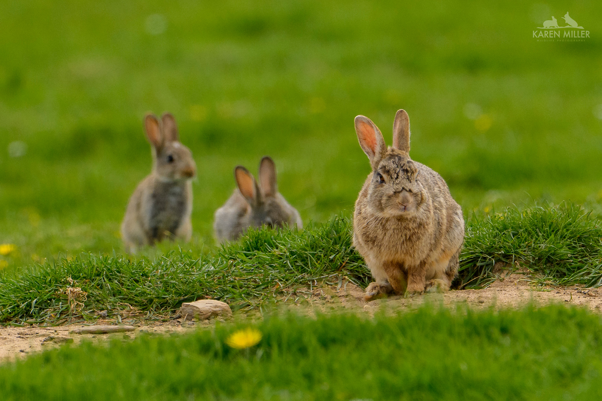 3 rabbits