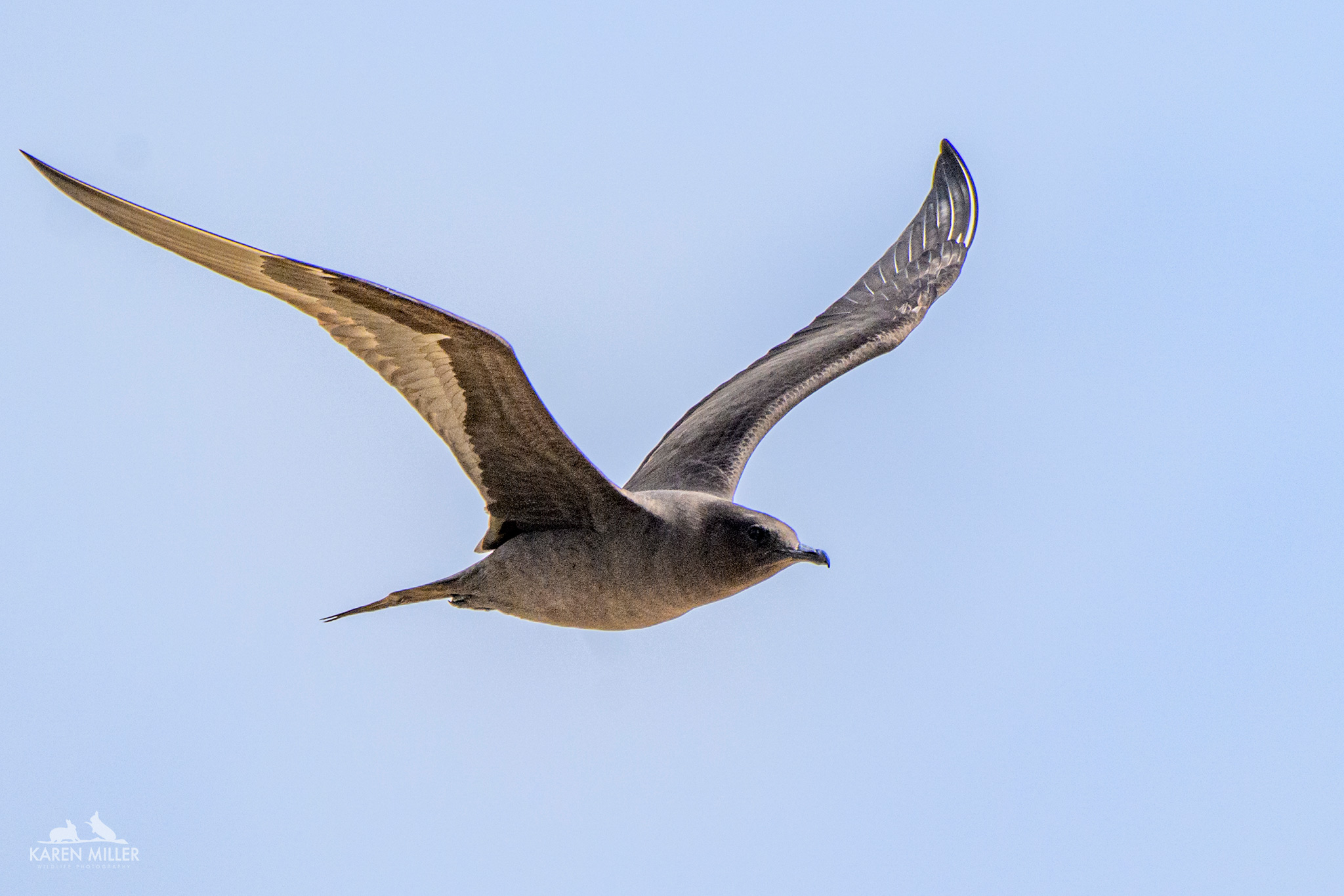 Arctic tern in flight