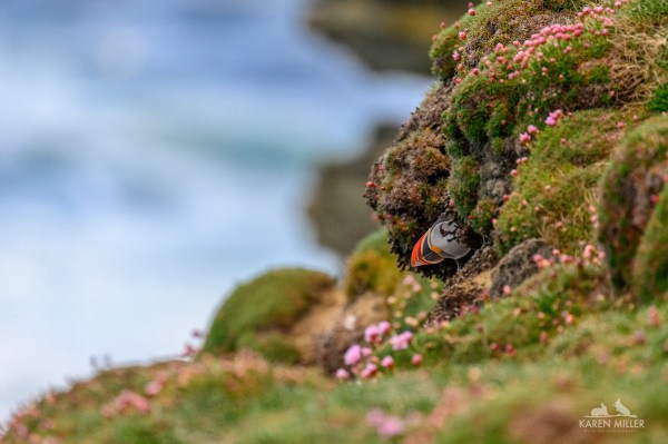 Puffin