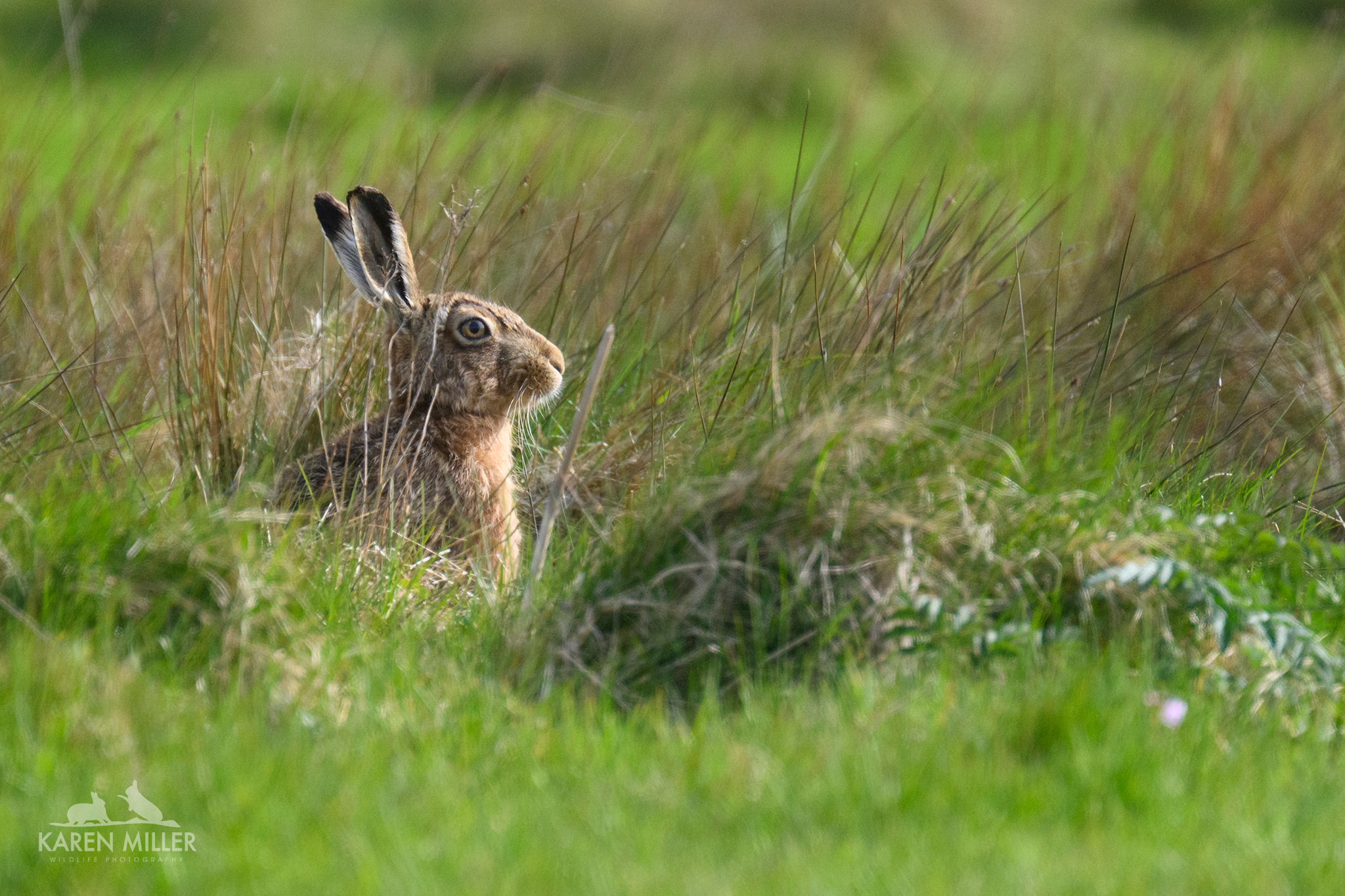 brown hare