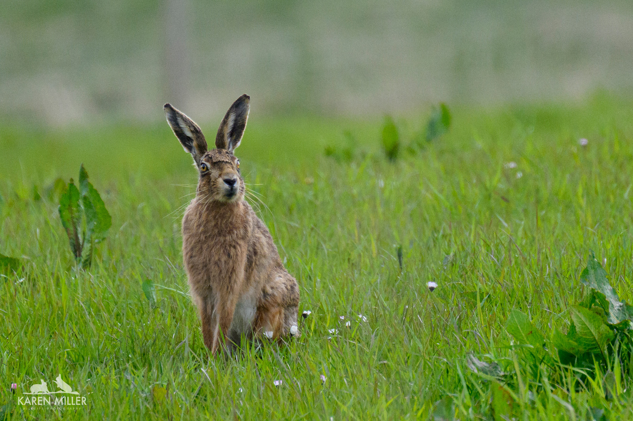 brown hare