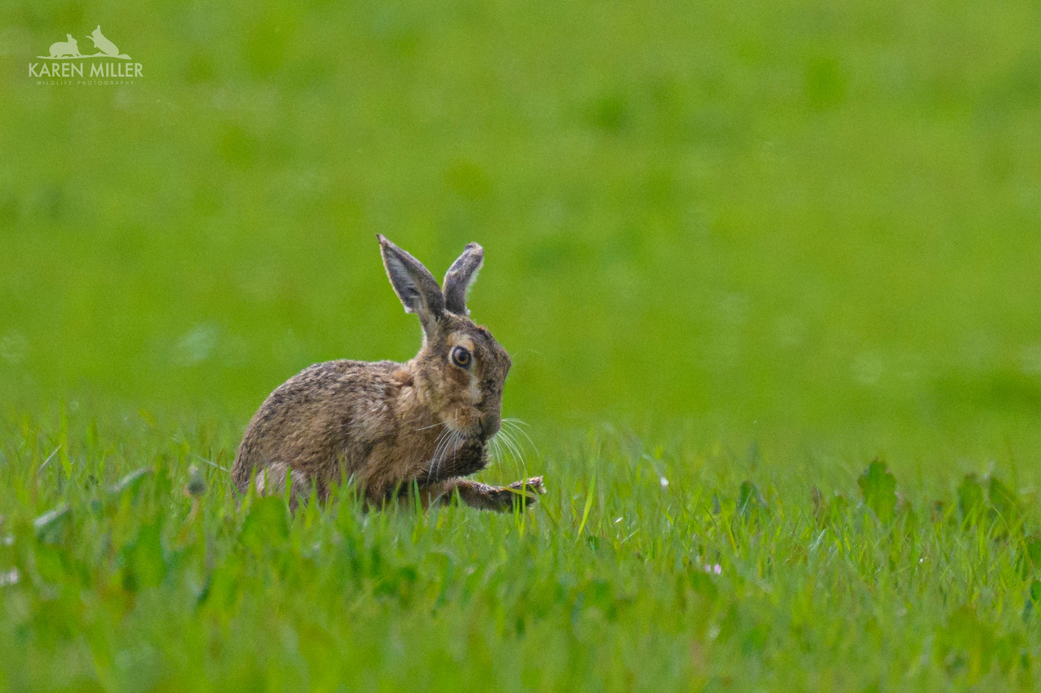 brown hare