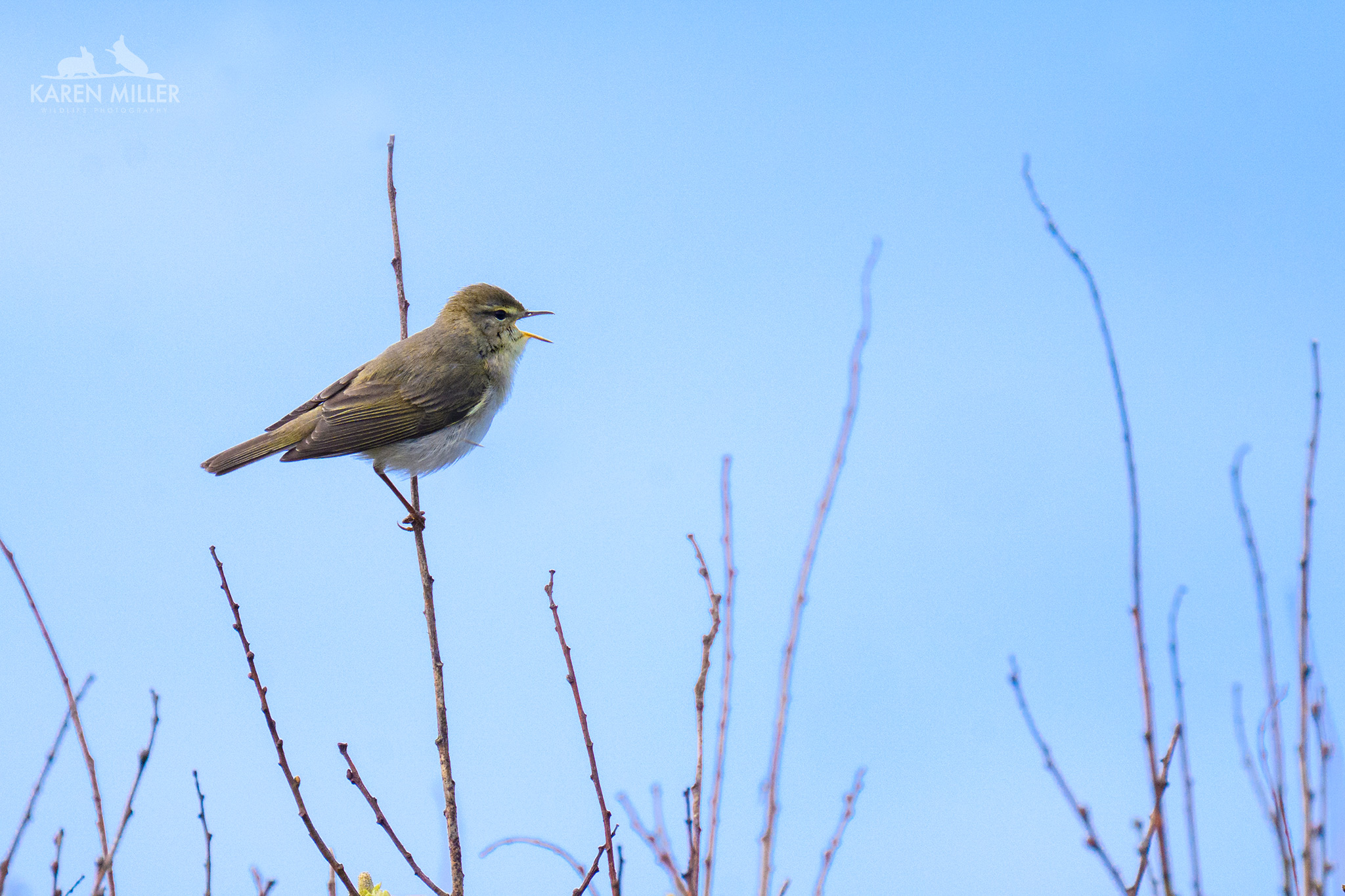 Willow Warbler
