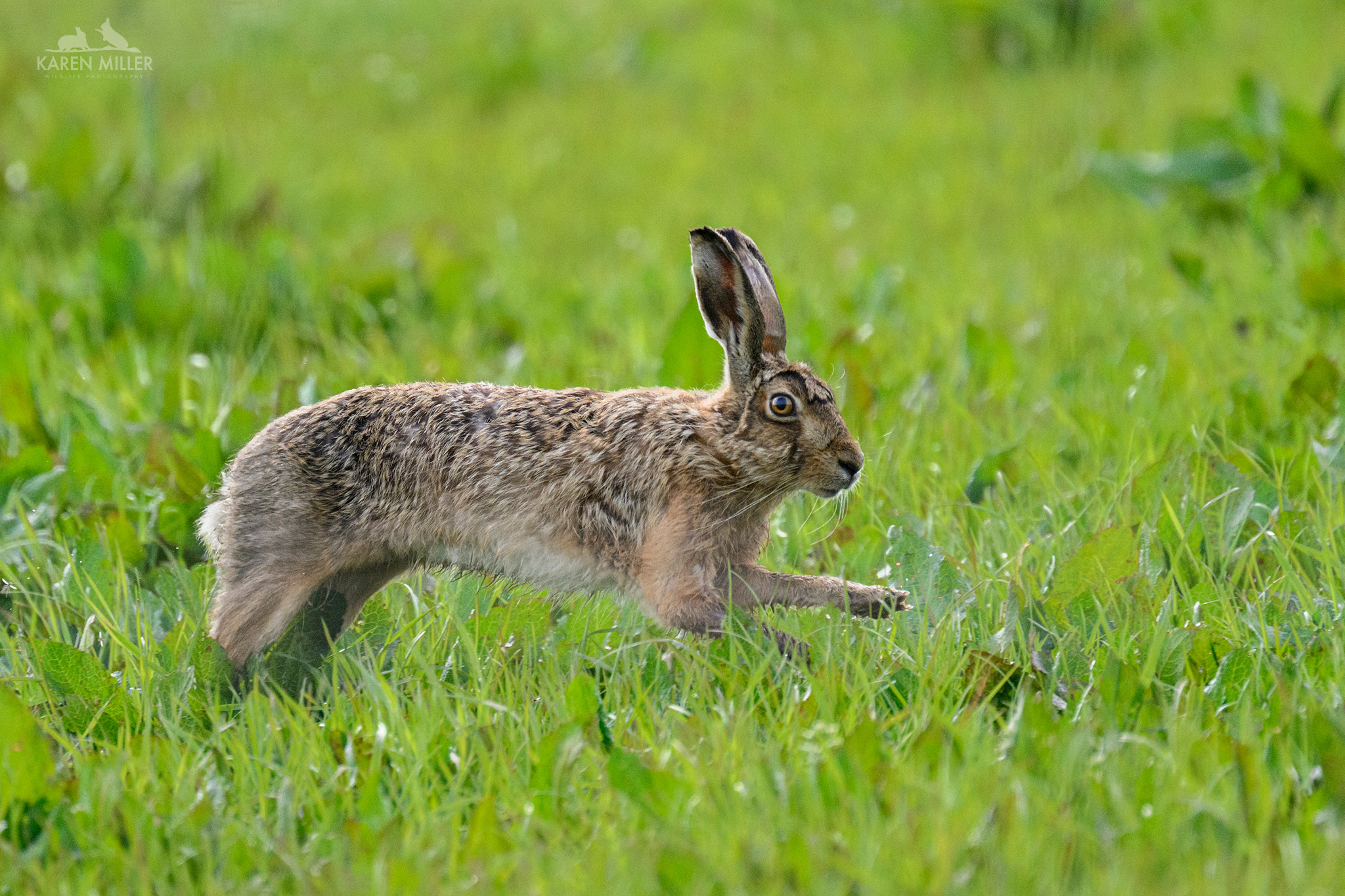 brown hare