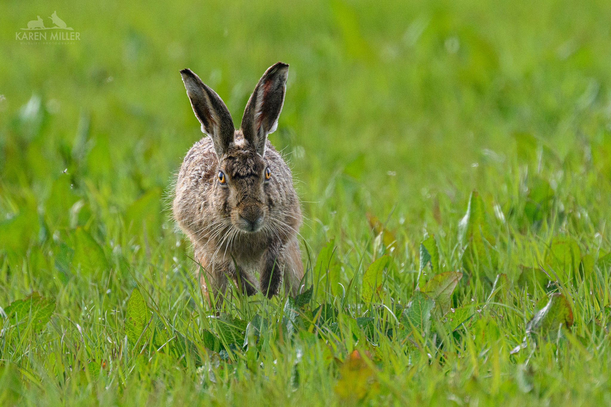 brown hare
