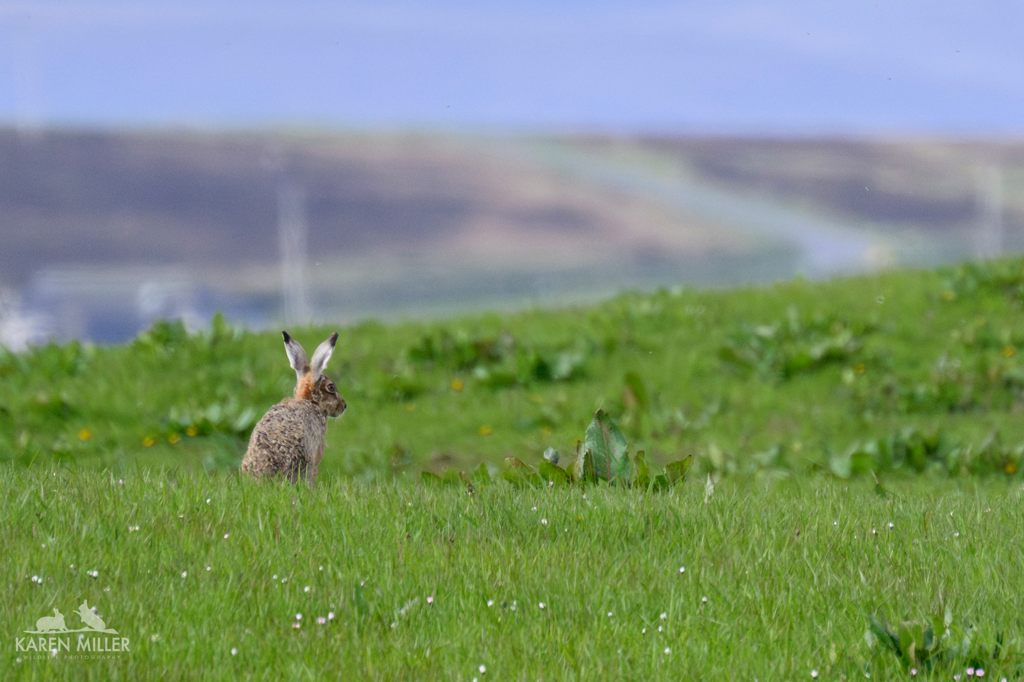 brown hare