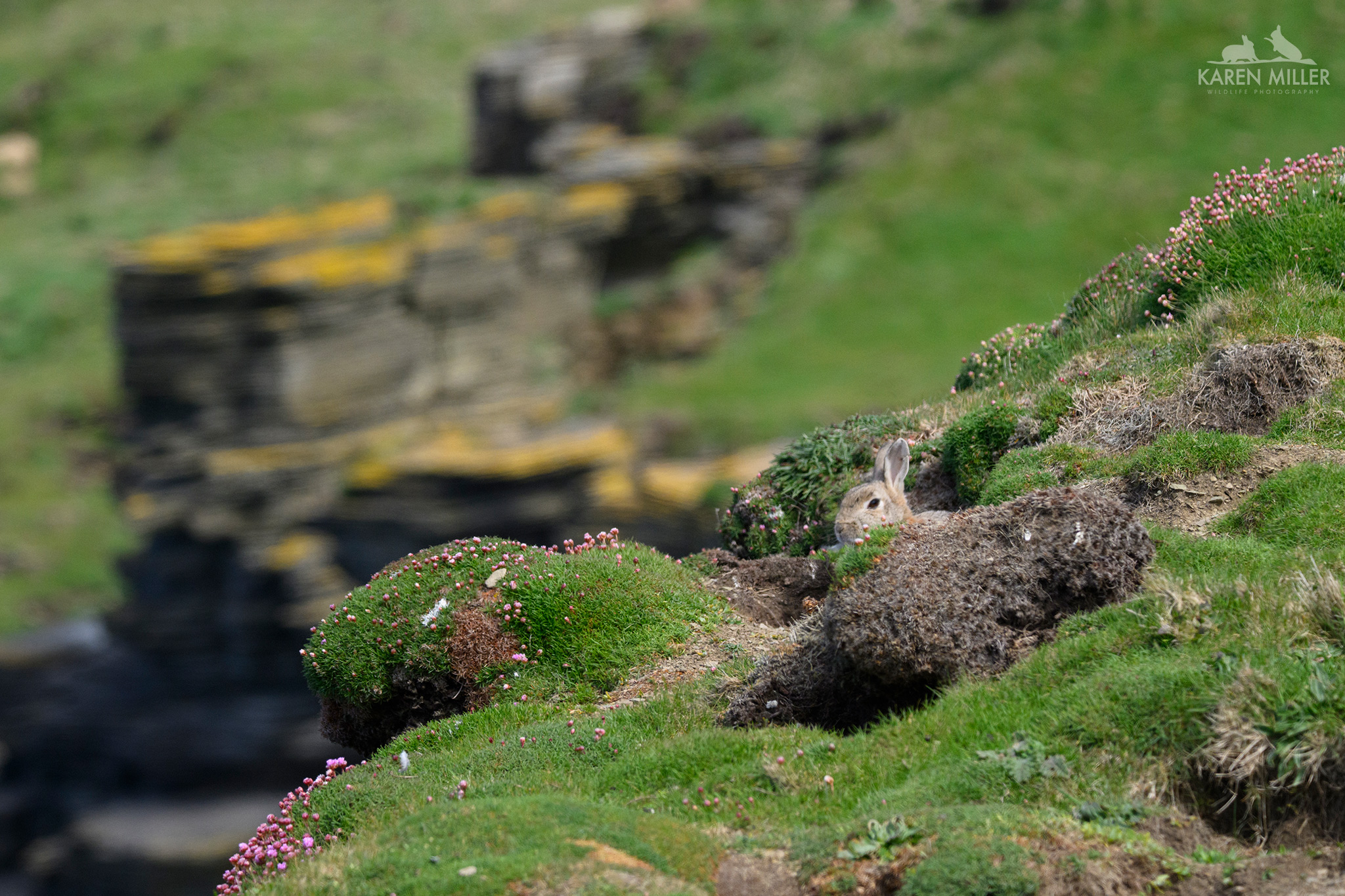 Rabbit peaking out of burrow, wide angle showing cliffs