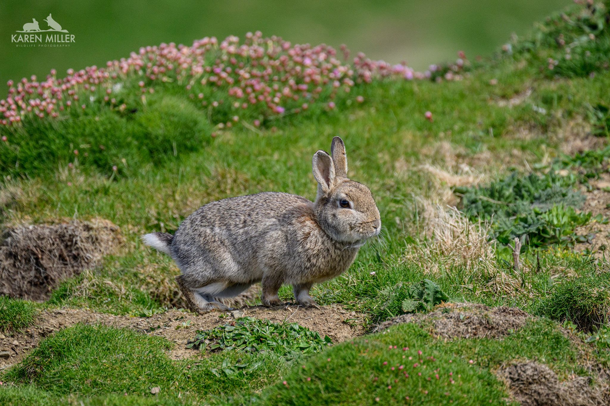 Adult rabbit