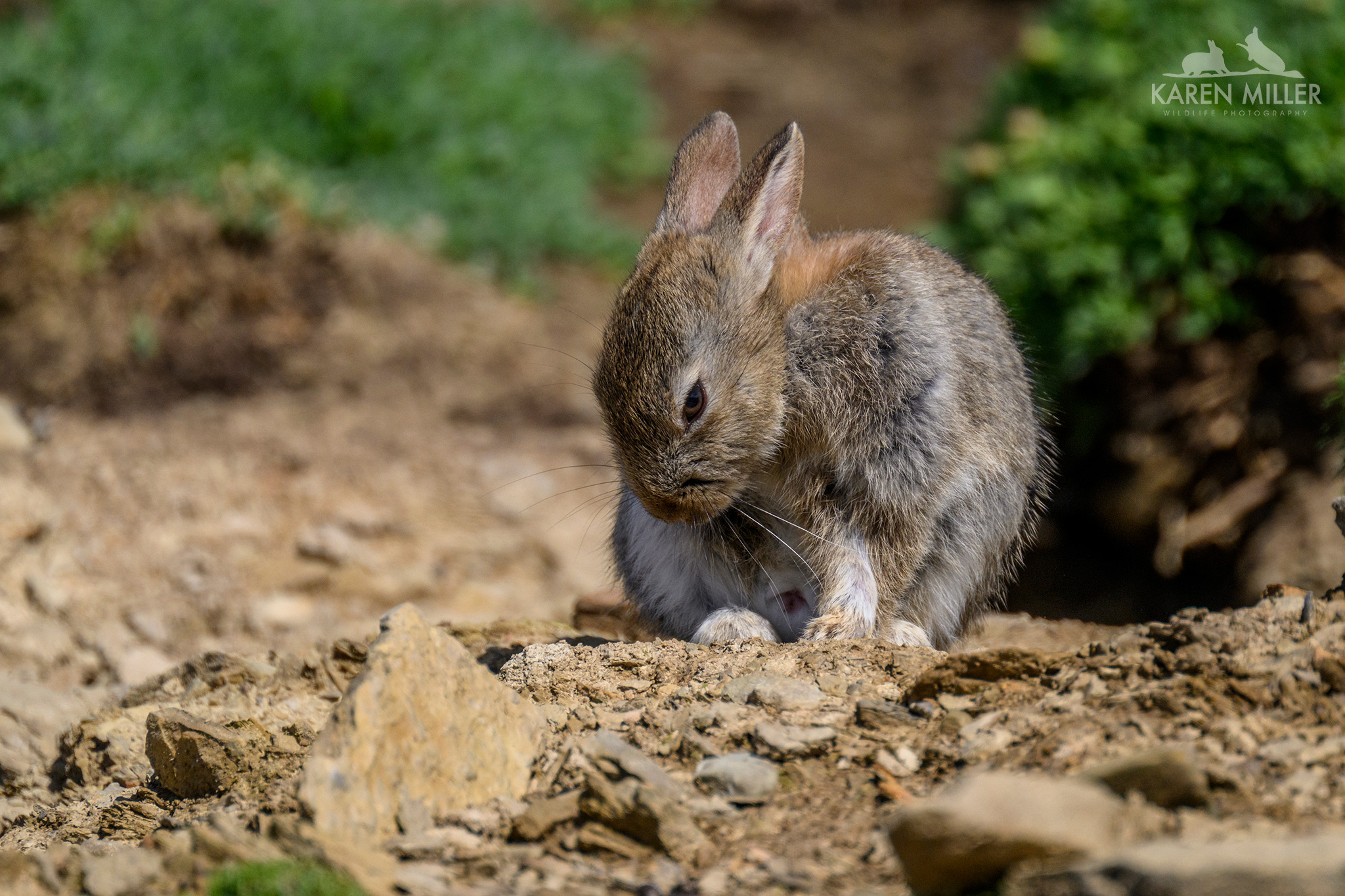 rabbit kitten grooming