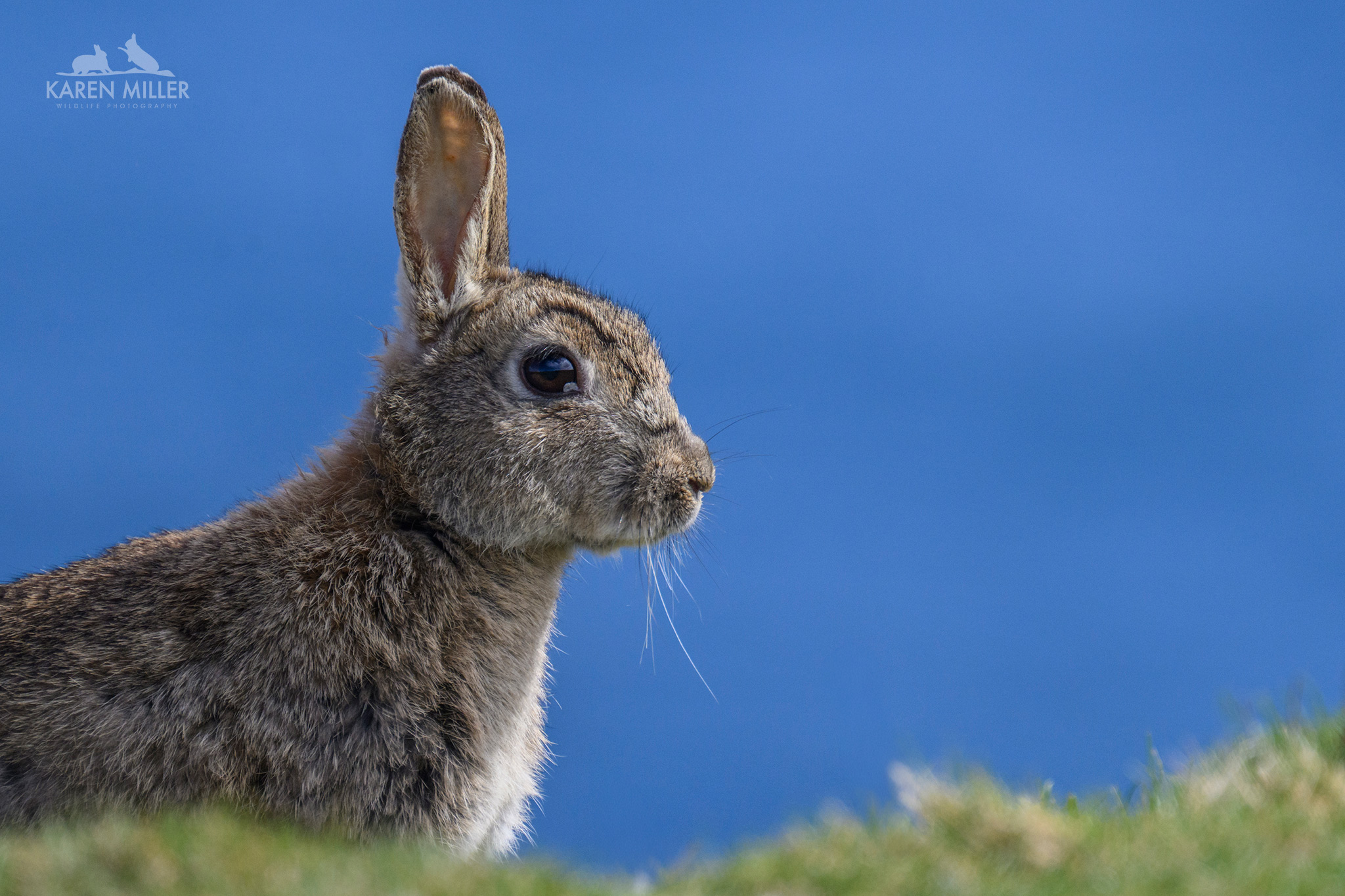 side profile of adult rabbit