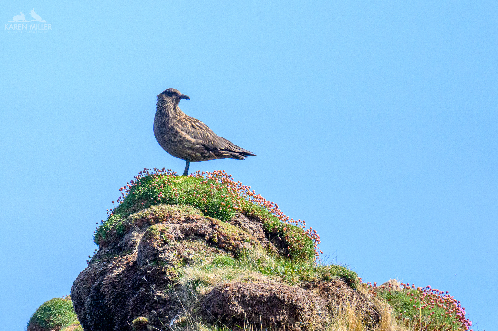 Great Skua perched on a rock