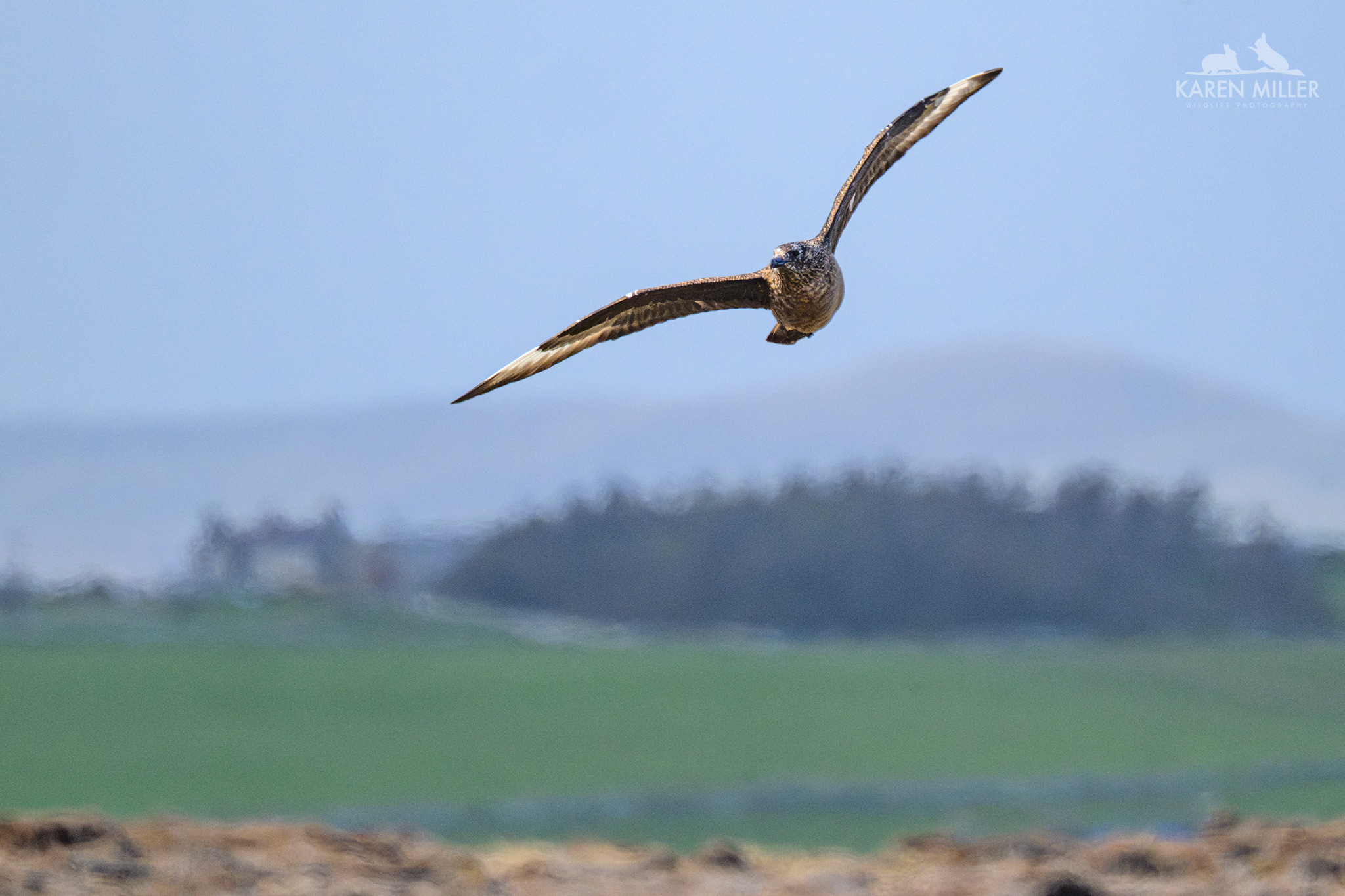 Great skua in flight