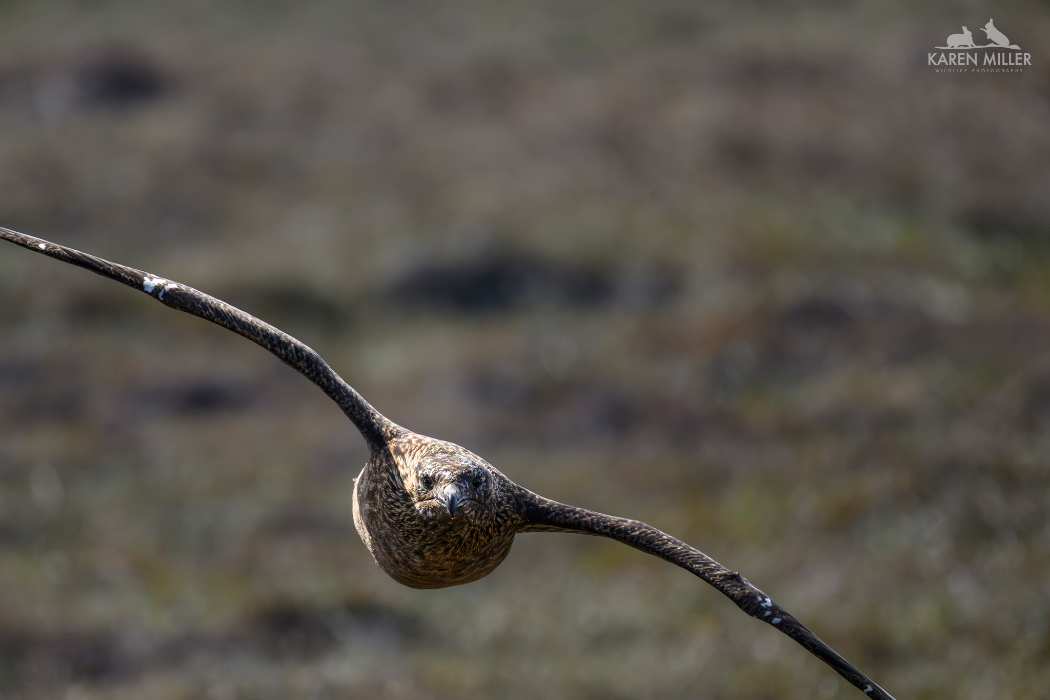 Great skua flying directly towards camera
