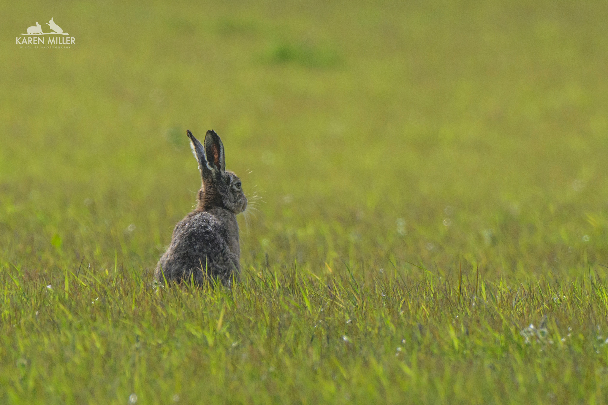 brown hare