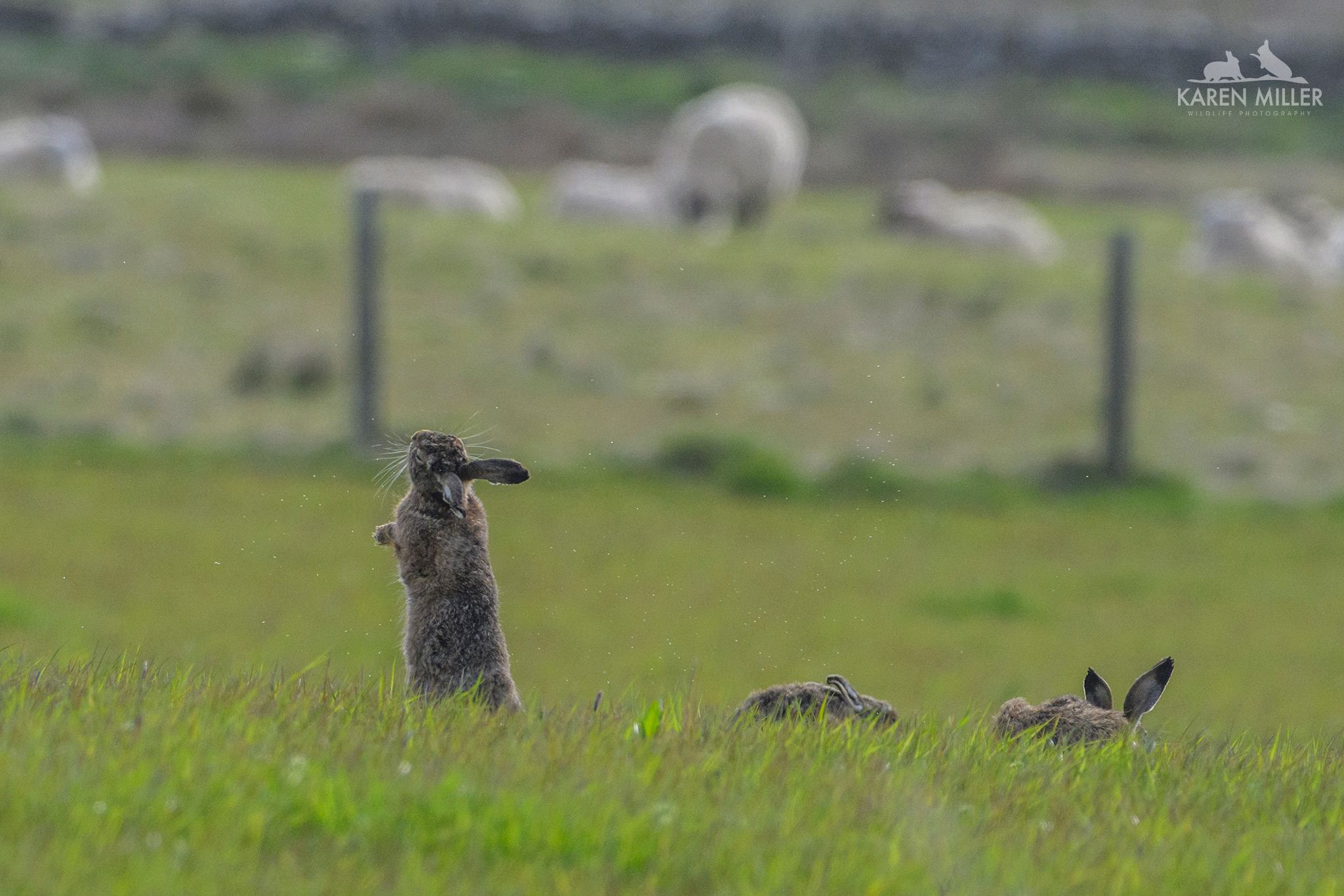 brown hare