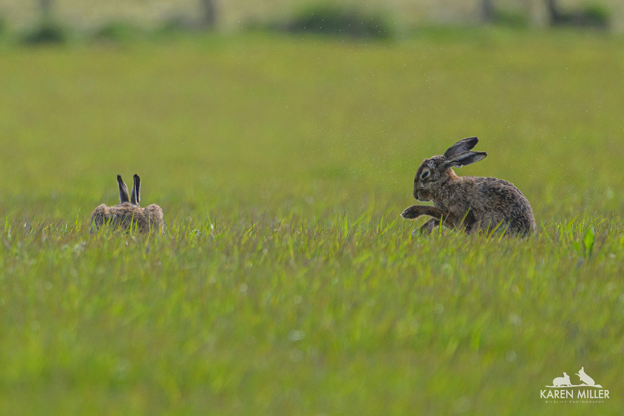 brown hare