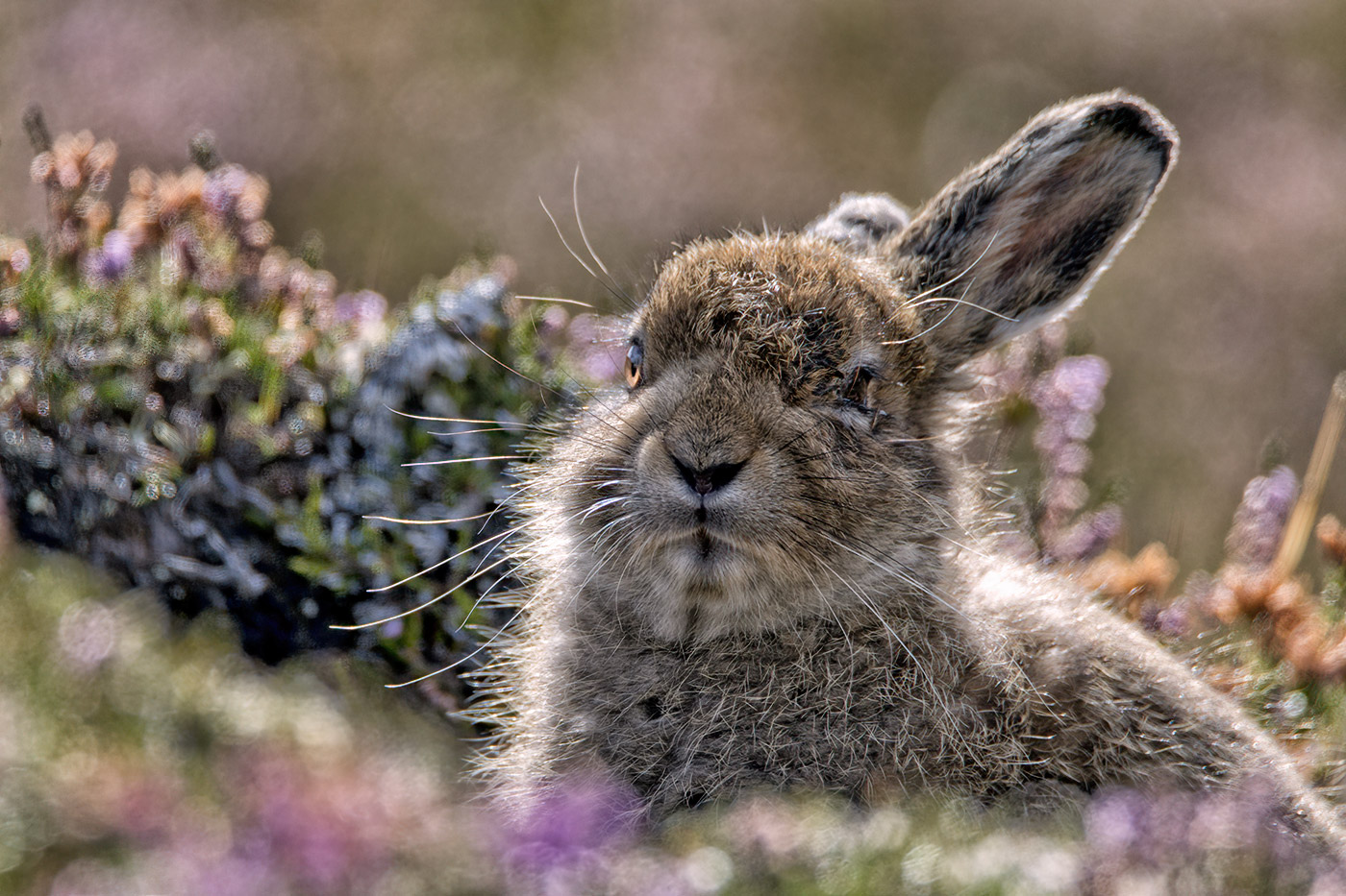 A close-up of a brown rabbit sitting among colorful flowers in a natural setting.