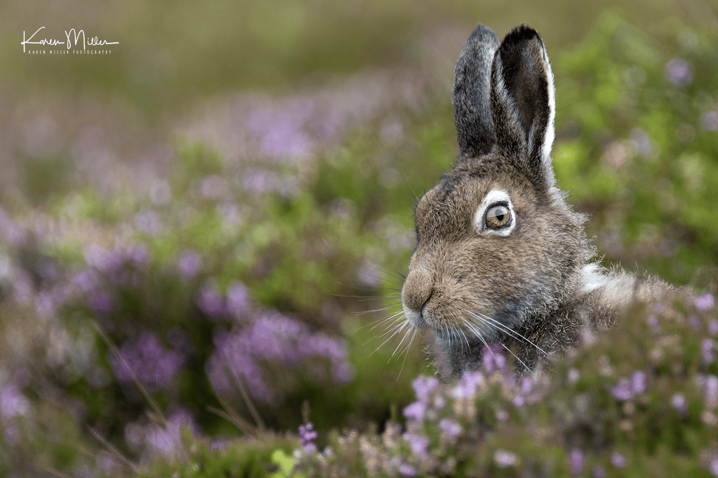 Close-up of a brown hare sitting among purple flowers in a natural setting.