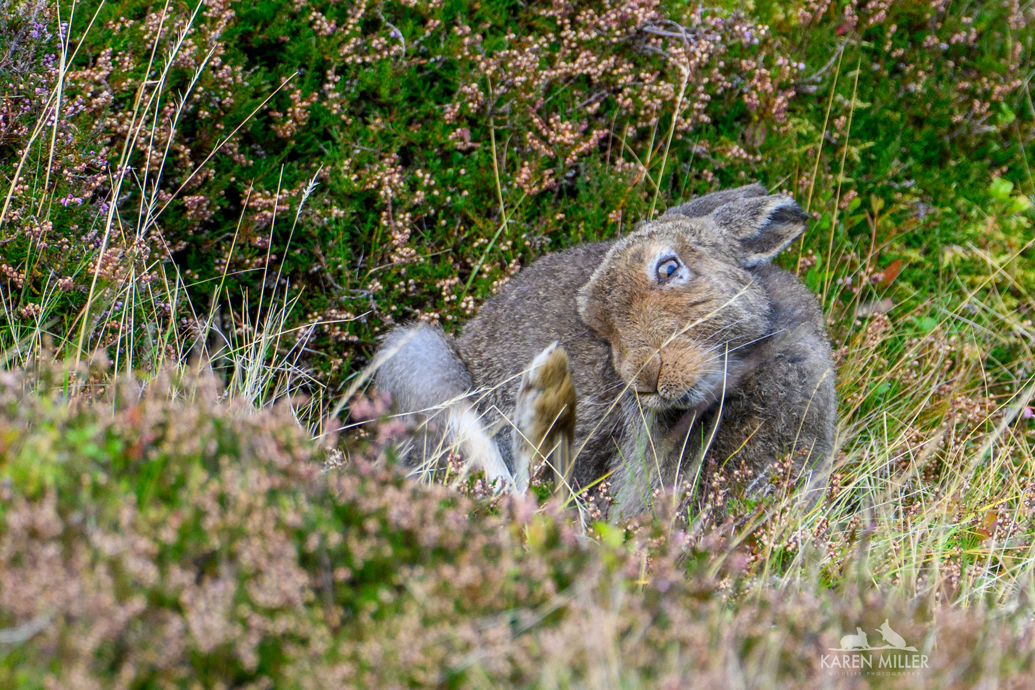 A close-up of a brown hare resting in a field of wild grasses and flowers, surrounded by green foliage.