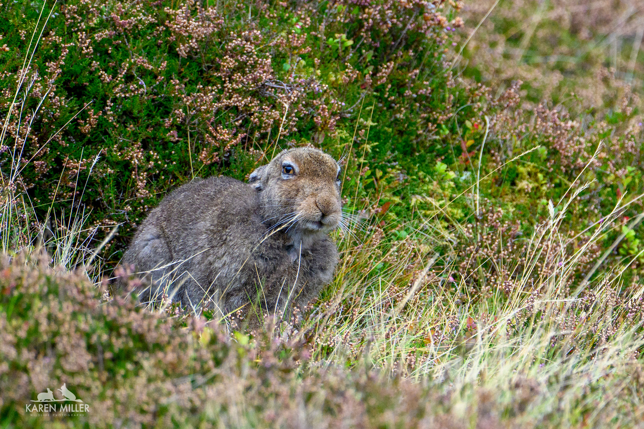 A close-up of a brown hare sitting among grass and heather in a natural landscape.