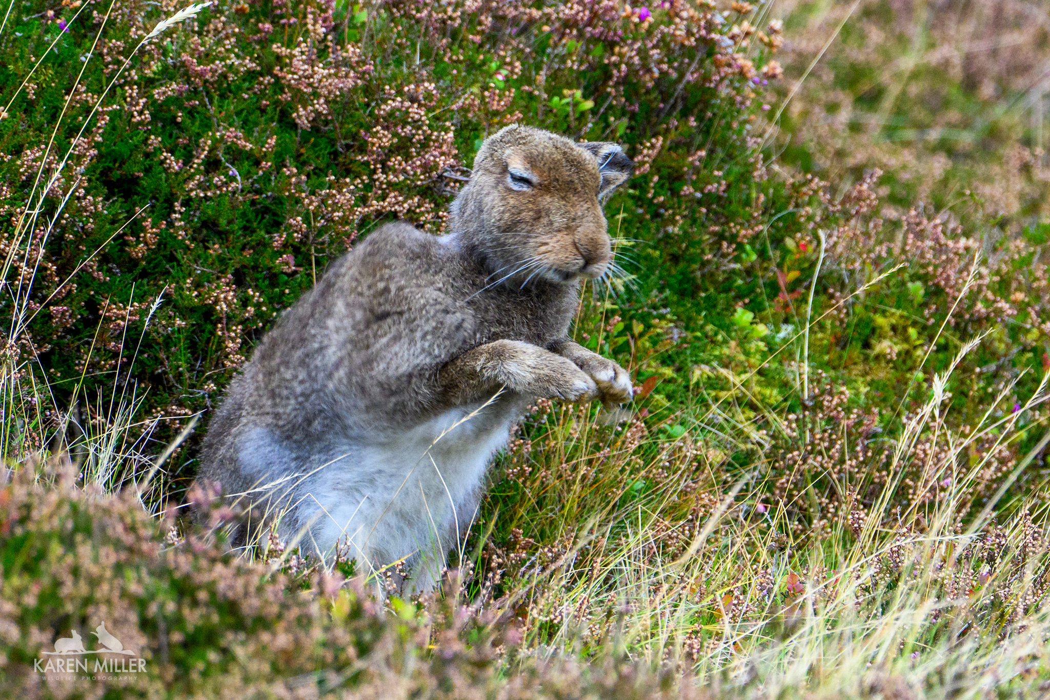 A close-up of a brown rabbit sitting among grass and shrubs, with its eyes closed and paws slightly raised.