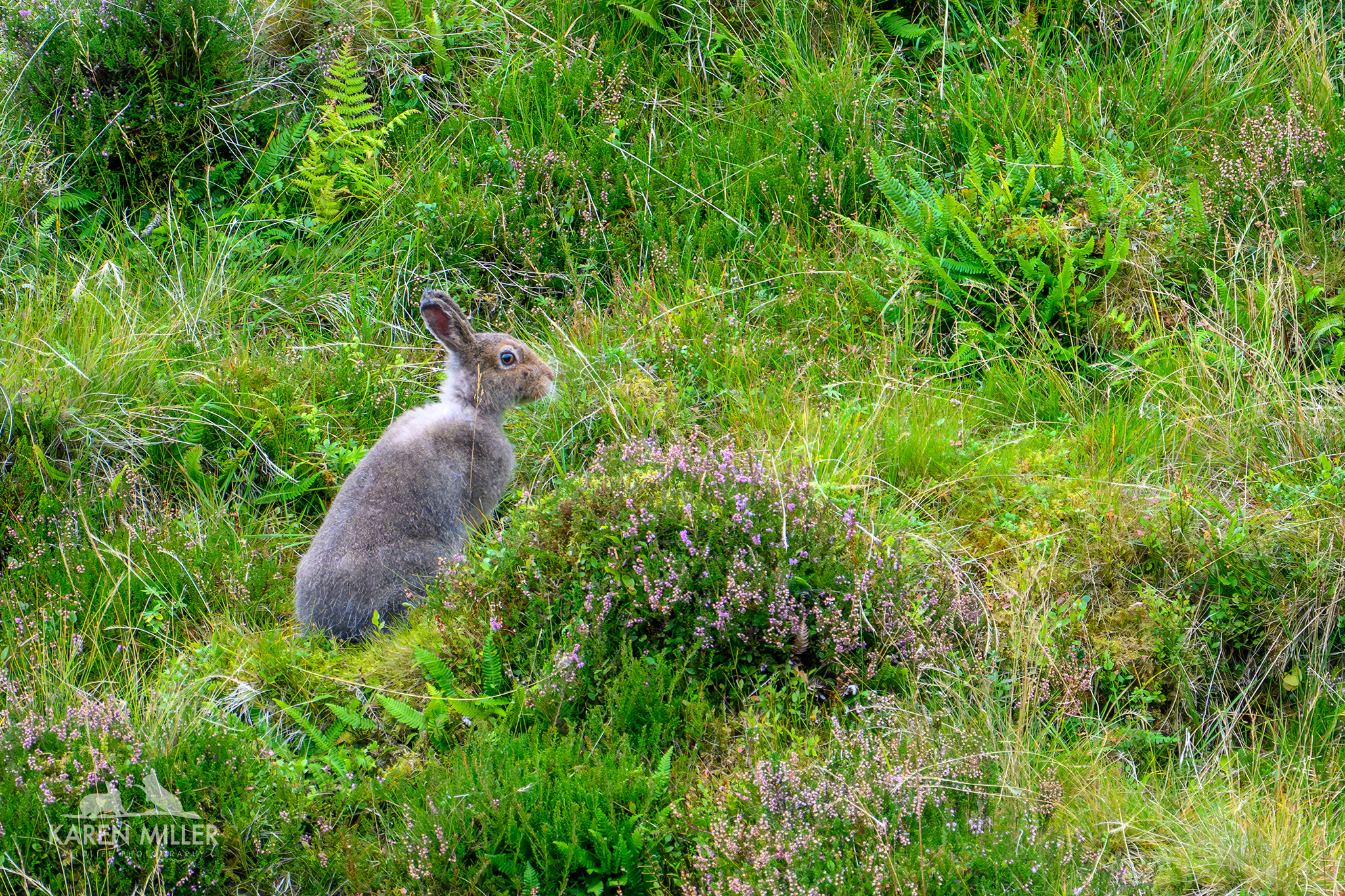 A brown rabbit sitting among green grass and wildflowers in a natural setting.