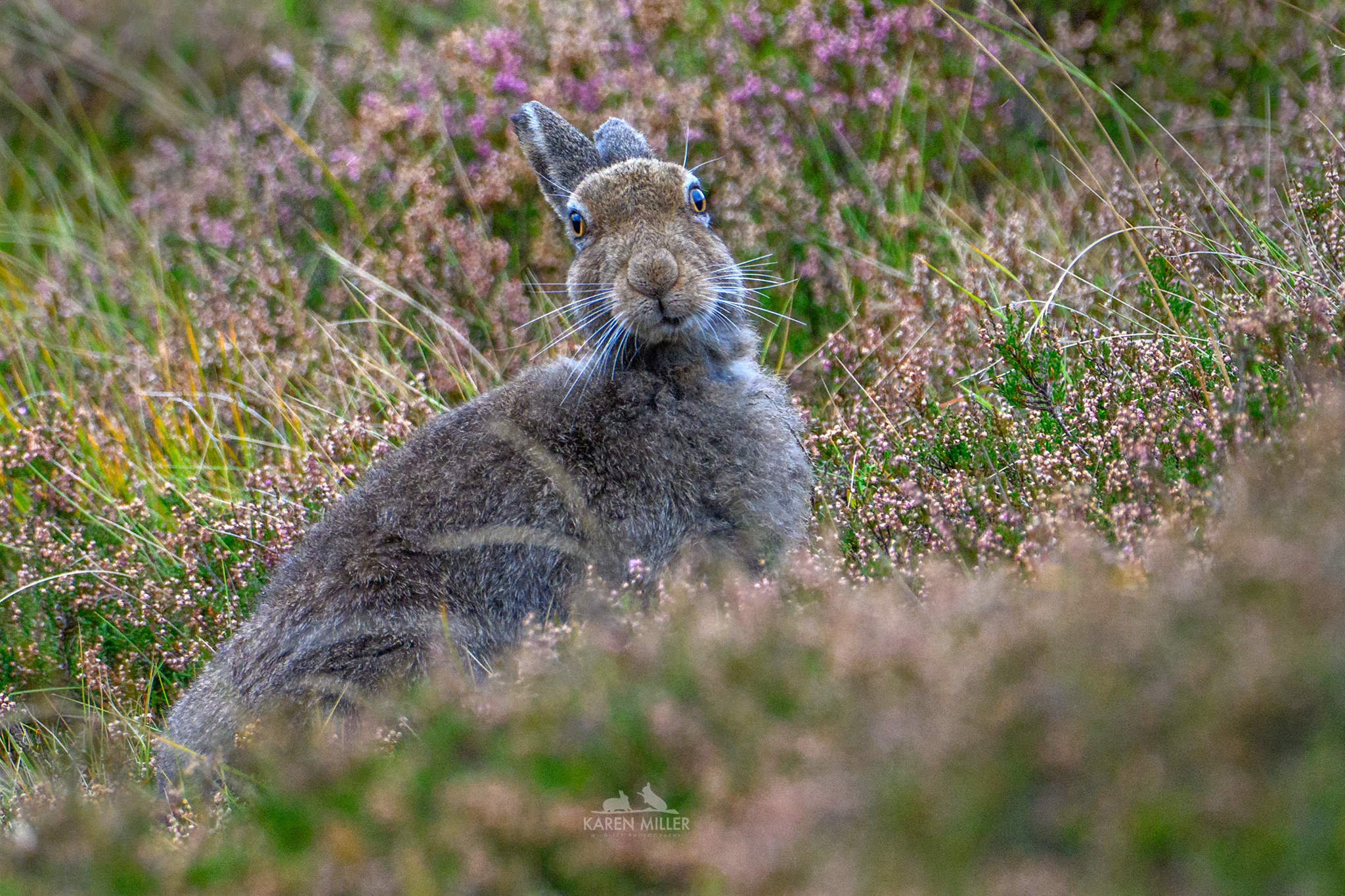 A close-up of a hare sitting amidst purple heather and grass, looking directly at the camera.