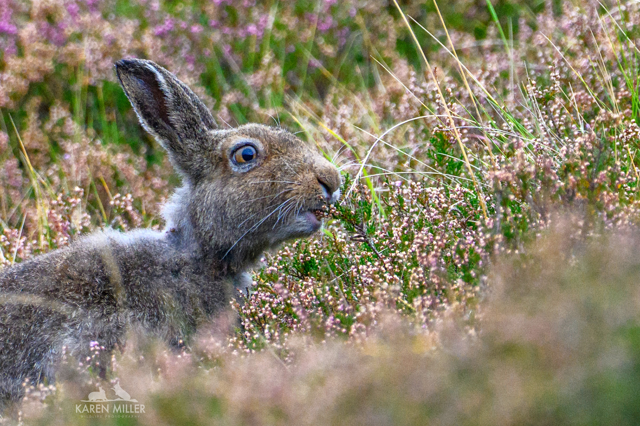 A close-up of a rabbit in a field of pink heather flowers. The rabbit is nibbling on grass and has large ears and expressive eyes.
