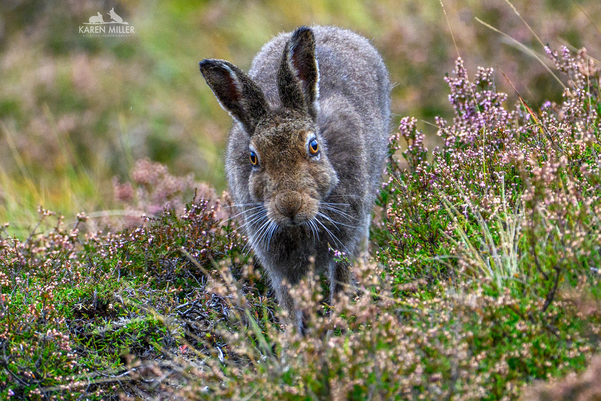 A close-up of a brown rabbit standing among blooming heather, with a blurred green background. The rabbit has alert ears and bright eyes, looking directly at the camera.