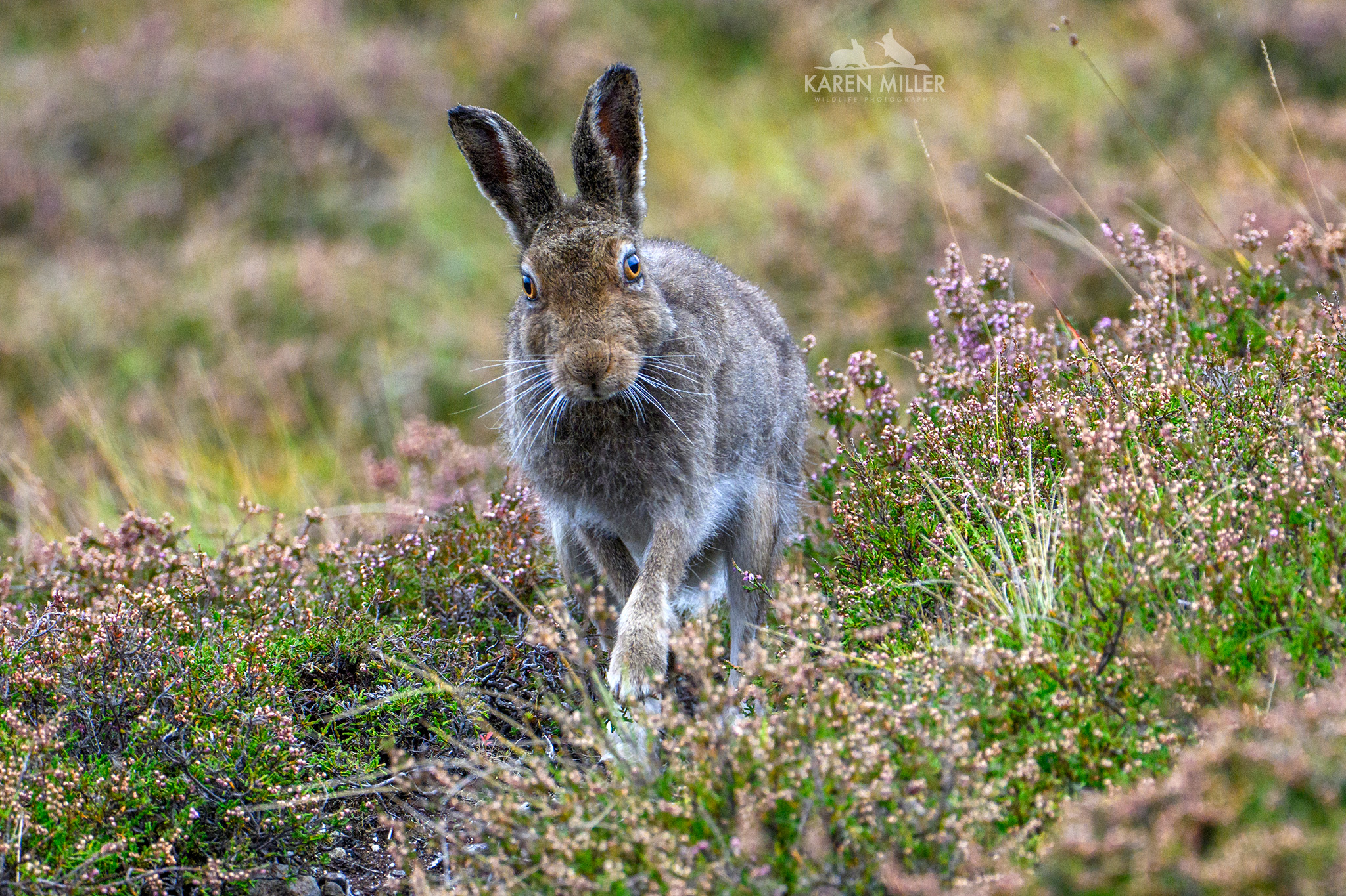 A close-up view of a brown hare standing in a field with pink and green vegetation, looking directly at the camera with alert expression while its ears are perked up.