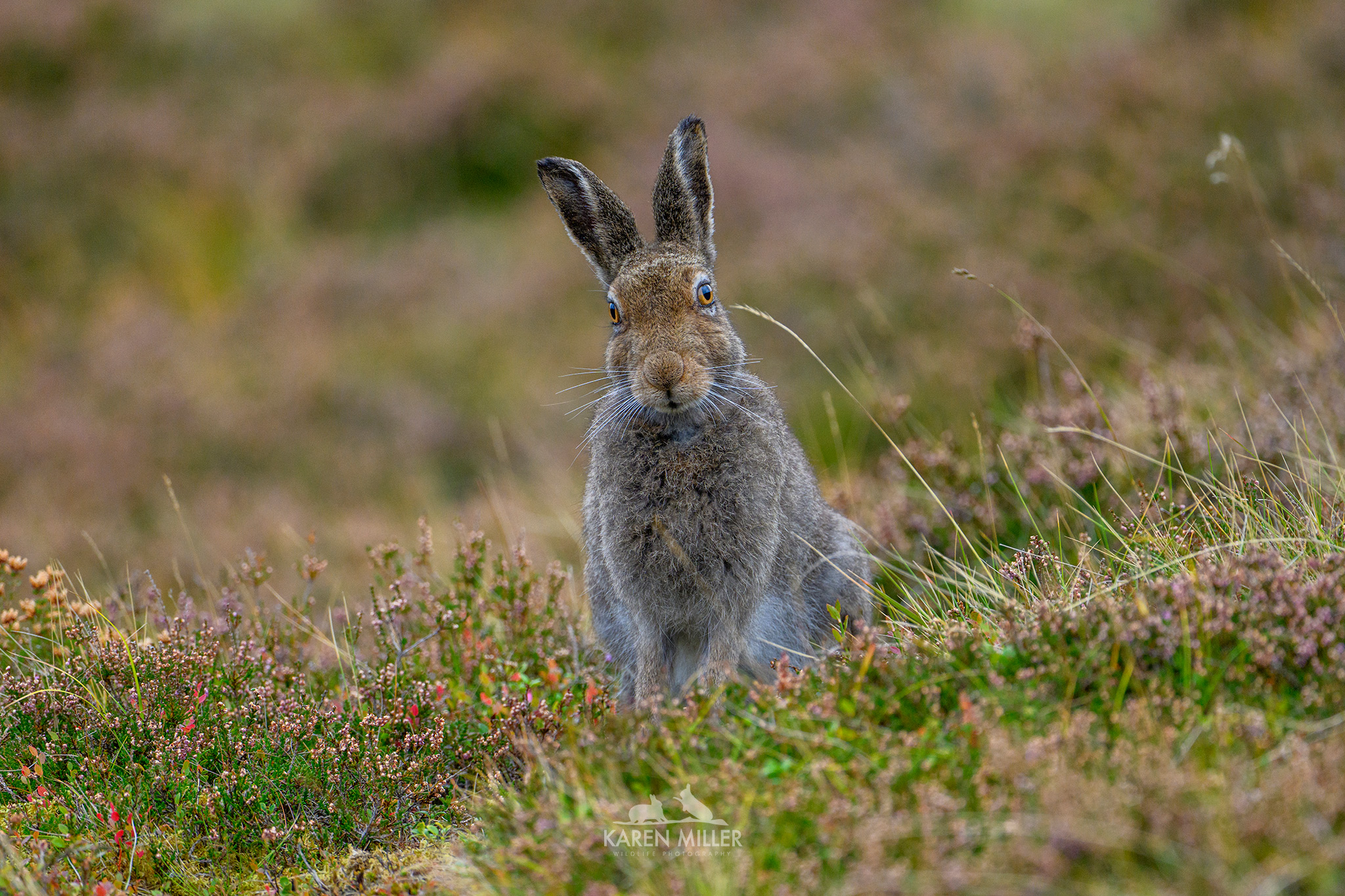 A close-up of a hare with distinctive long ears and fluffy fur, sitting amidst colorful heather and grass in a natural landscape.