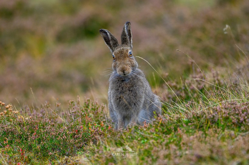 mountain hare in summer pelage of brown, sitting up with ears raised watching the photographer. Surrounded by heather.