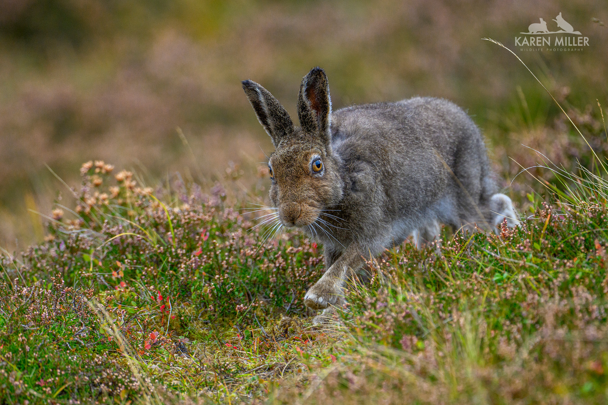 A brown hare moving through a field of grass and flowers, with visible ears and expressive eyes.