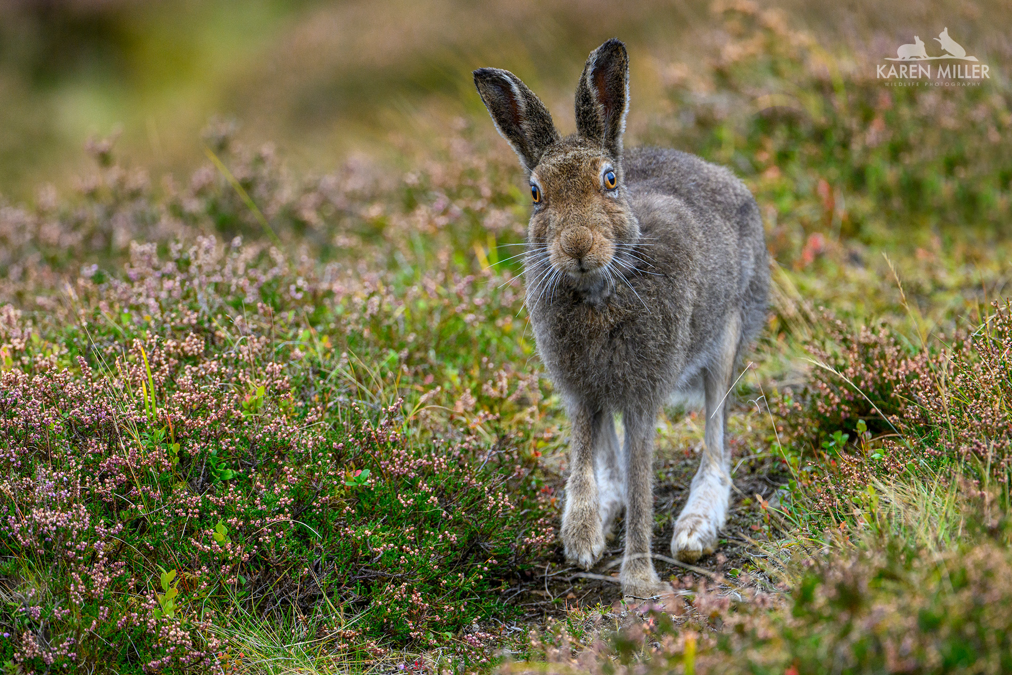 A close-up of a brown rabbit standing in a field of blooming heather flowers, looking directly at the camera.