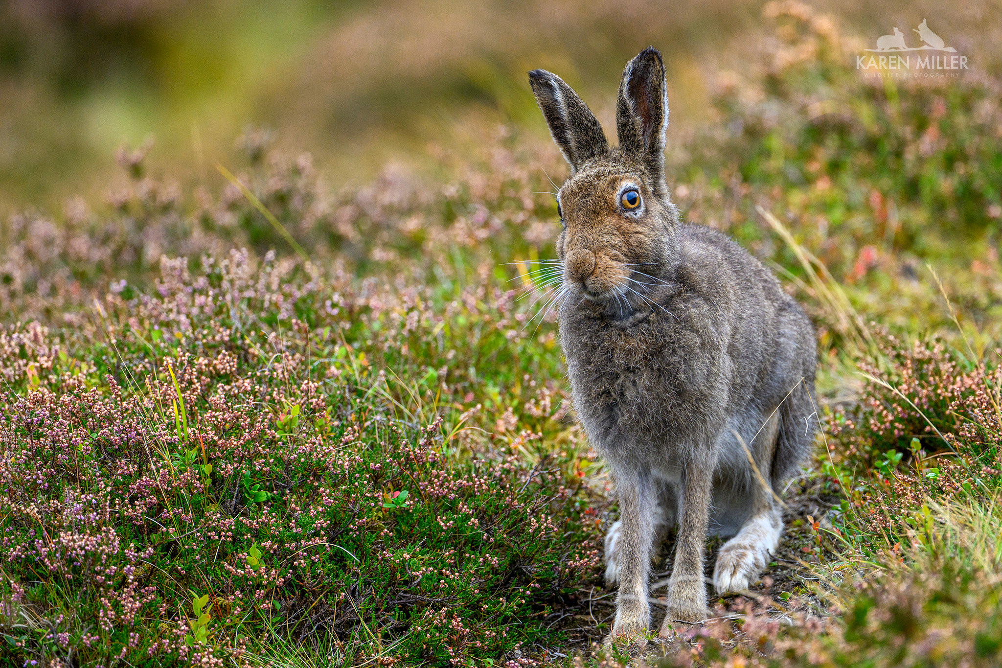 A close-up of a brown hare sitting among pink and green flowering vegetation with a blurred background.