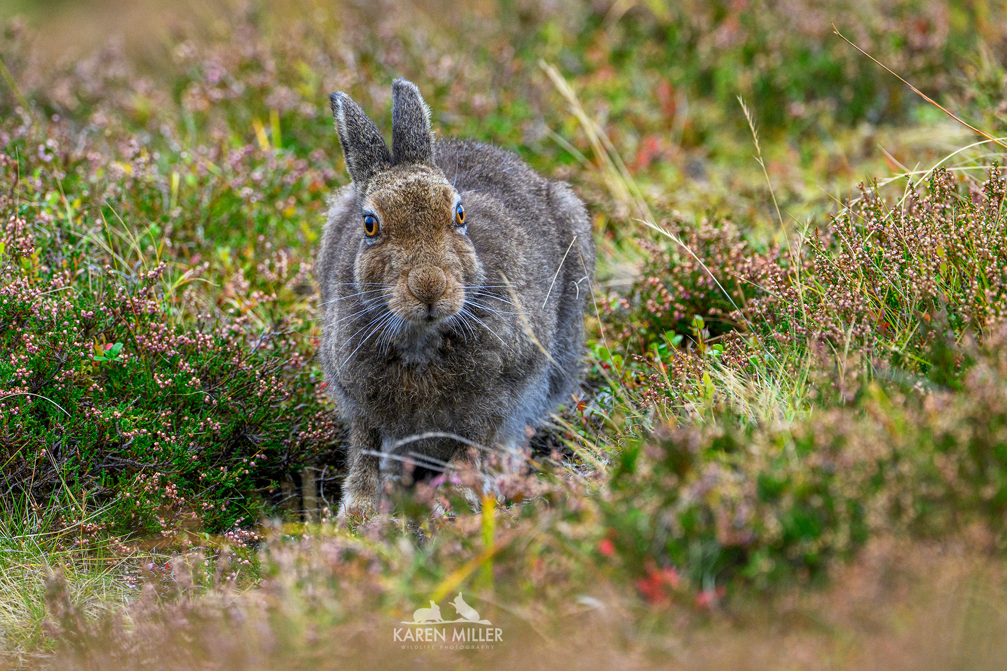 A close-up of a brown rabbit among green and purple wildflowers, looking curiously at the camera.
