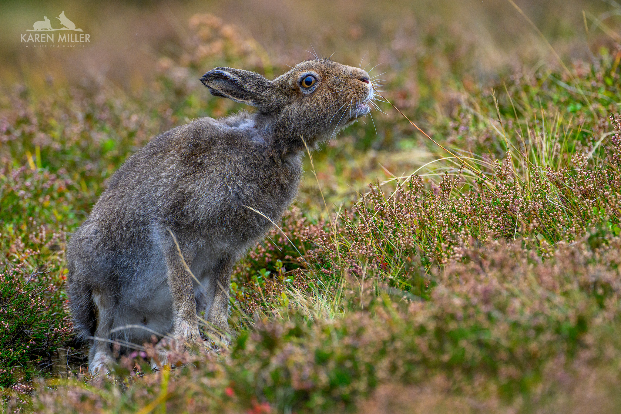 A brown hare sitting in a field of heather, looking upwards with a focused expression.